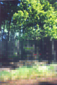 mihoko208.jpg (80144 bytes)